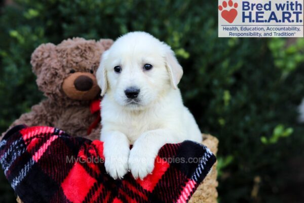 Image of Easton, a Golden Retriever puppy