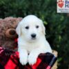 Image of Easton, a Golden Retriever puppy