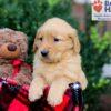 Image of Emmett, a Golden Retriever puppy