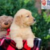 Image of Emmett, a Golden Retriever puppy