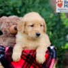 Image of Emmett, a Golden Retriever puppy