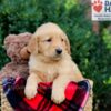 Image of Emmett, a Golden Retriever puppy