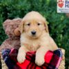 Image of Emmett, a Golden Retriever puppy