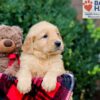 Image of Emmett, a Golden Retriever puppy