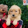 Image of Emmett, a Golden Retriever puppy