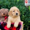 Image of Emmett, a Golden Retriever puppy