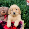 Image of Emmett, a Golden Retriever puppy