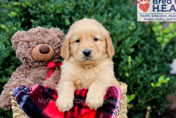 Image of Emmett, a Golden Retriever puppy