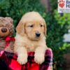 Image of Emmett, a Golden Retriever puppy