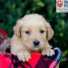 Image of Emmie, a Golden Retriever puppy