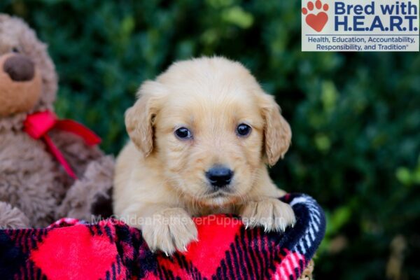 Image of Emmie, a Golden Retriever puppy