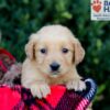 Image of Emmie, a Golden Retriever puppy