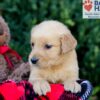 Image of Emmie, a Golden Retriever puppy