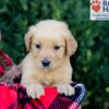 Image of Emmie, a Golden Retriever puppy