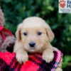 Image of Emmie, a Golden Retriever puppy