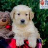 Image of Evan, a Golden Retriever puppy