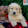 Image of Evan, a Golden Retriever puppy