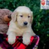 Image of Evan, a Golden Retriever puppy