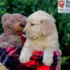 Image of Evan, a Golden Retriever puppy