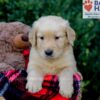 Image of Evan, a Golden Retriever puppy