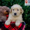 Image of Evan, a Golden Retriever puppy