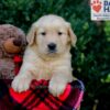 Image of Evan, a Golden Retriever puppy