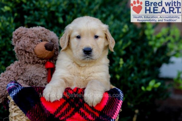 Image of Evan, a Golden Retriever puppy