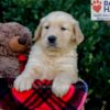 Image of Evan, a Golden Retriever puppy