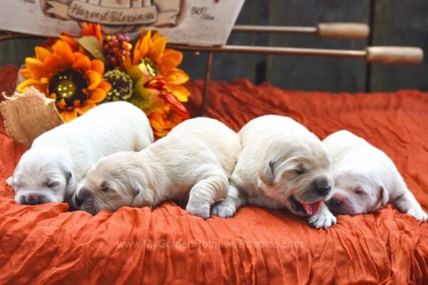 Image of 1st Pick Female 🩷, a Golden Retriever puppy