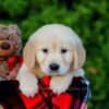 Image of Finley, a Golden Retriever puppy