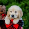 Image of Finley, a Golden Retriever puppy