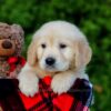 Image of Finley, a Golden Retriever puppy