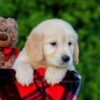 Image of Finley, a Golden Retriever puppy