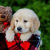 Image of Finley, a Golden Retriever puppy