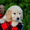 Image of Finley, a Golden Retriever puppy