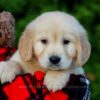 Image of Finley, a Golden Retriever puppy