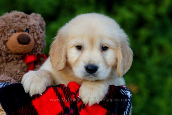 Image of Finley, a Golden Retriever puppy