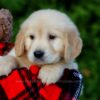 Image of Finley, a Golden Retriever puppy