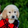 Image of Finley, a Golden Retriever puppy