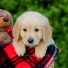 Image of Frank, a Golden Retriever puppy