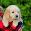 Image of Frank, a Golden Retriever puppy