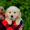 Image of Frank, a Golden Retriever puppy