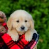 Image of Frank, a Golden Retriever puppy