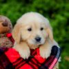 Image of Frank, a Golden Retriever puppy