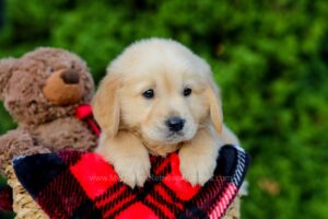 Image of Frank, a Golden Retriever puppy