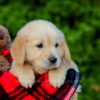 Image of Frank, a Golden Retriever puppy