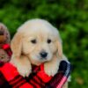 Image of Frank, a Golden Retriever puppy