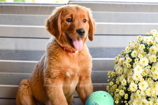 Image of Ginger, a Golden Retriever puppy