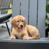 Image of Ollie, a Golden Retriever puppy