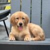 Image of Ollie, a Golden Retriever puppy